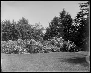 Rhododendron catawbiense