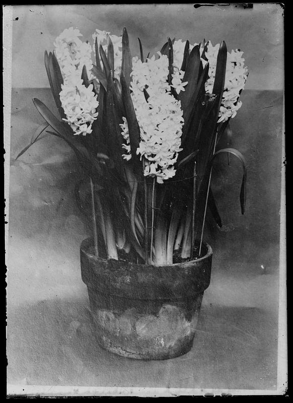 Hyacinths - potted