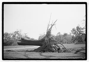 Tree removal