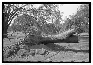 Tree removal