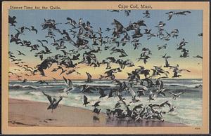 Dinner time for the gulls, Cape Cod, Mass.