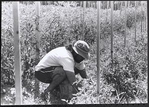 Man working in a field