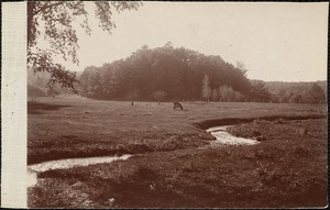 Pasture with stream and cattle