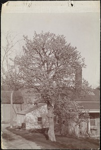 Tree beside an unidentified house
