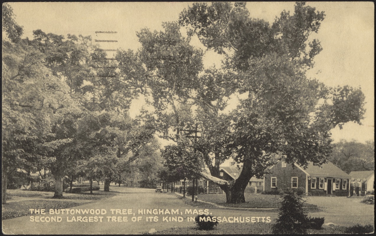 The Buttonwood Tree Hingham, Mass. Second largest tree of its kind in Massachusetts