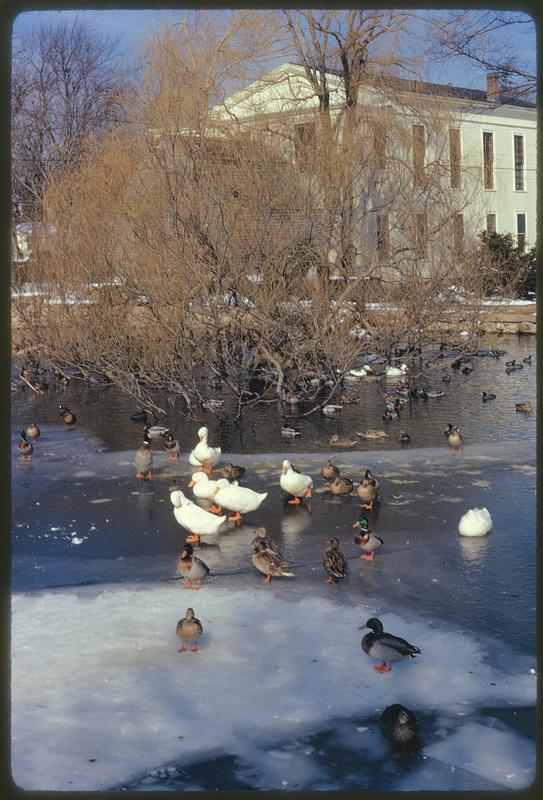 Sandwich, Mass. Birds winter in pollution-free millpond in Sandwich (about 65 miles from Boston on Cape Cod)