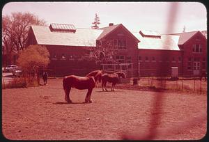 Horses, Arnold Arboretum