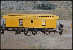 Horses standing next to yellow train car, likely Nevada