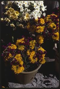 Flowers in flowerpots
