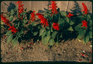 Red flowers