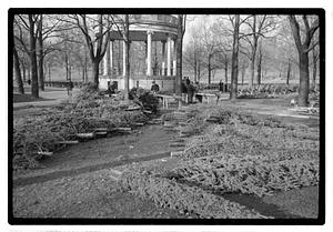 Setting up Christmas tree, Boston Common