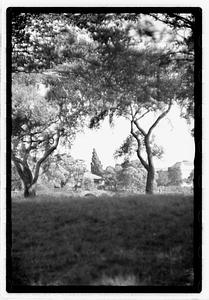 Trees, bridge in background