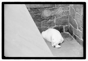 Bears at zoo