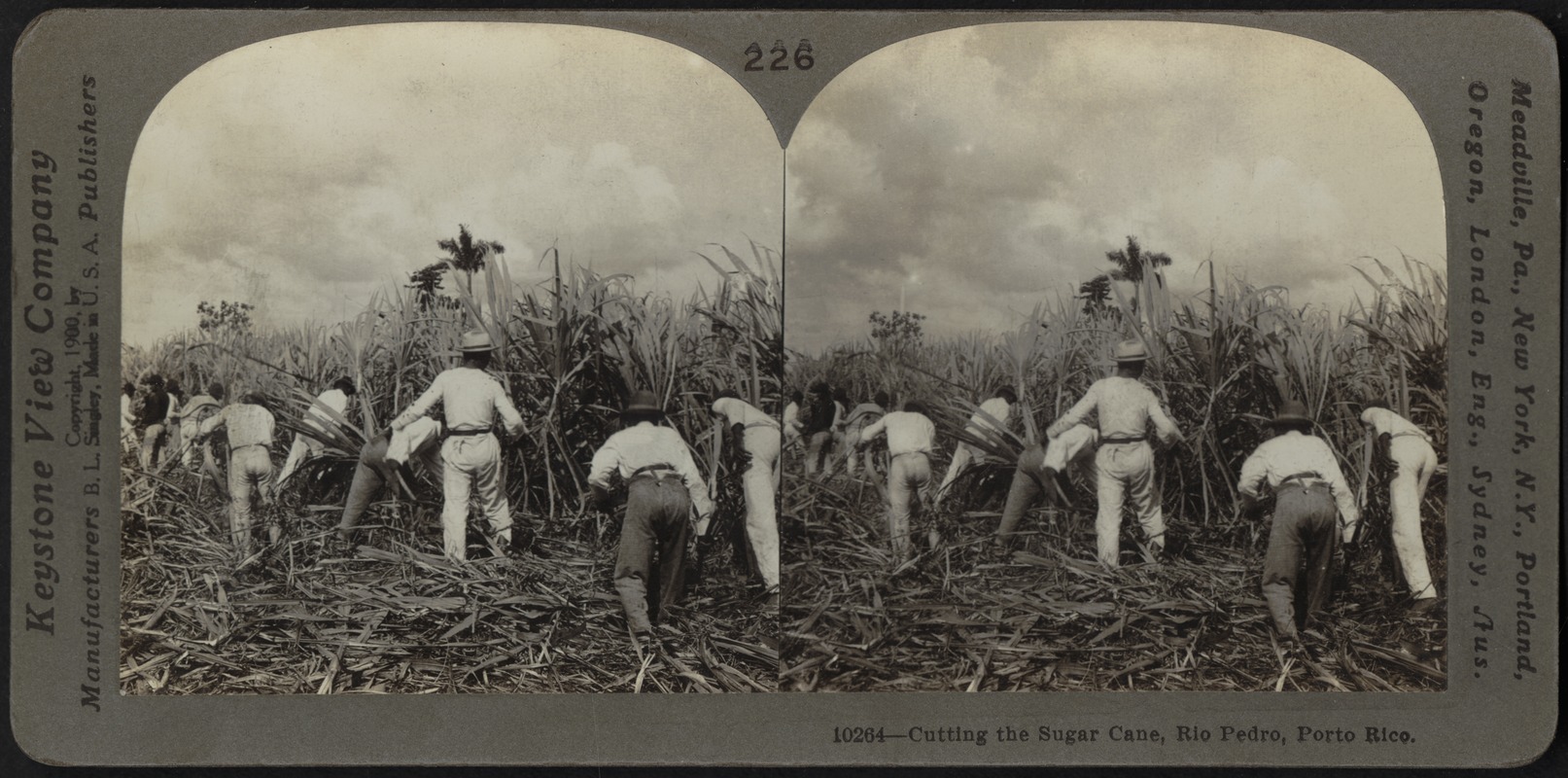 Cutting the sugar cane, Porto Rico