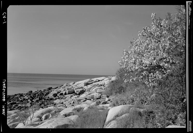 Lanesville, spring shoreline - Digital Commonwealth