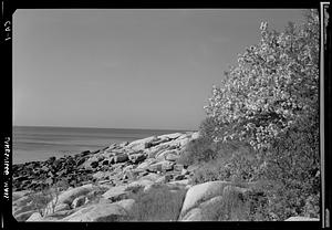 Lanesville, spring shoreline