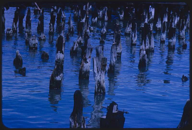 Wooden posts in water Digital Commonwealth