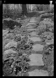 Primrose path in Mrs. Sprague's rock garden (vert.)