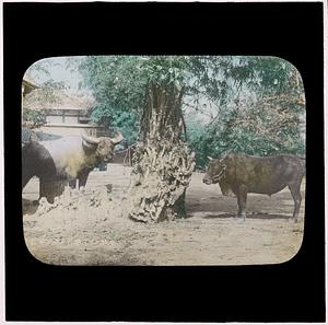 Oxen tied to a tree