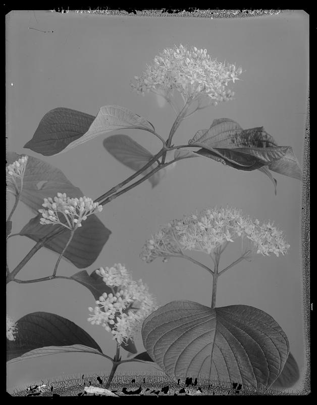 Cornus circinata