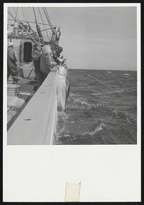 A group of men pull up a large fish from the side of a boat