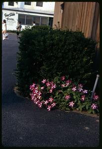 Pink and white flowers by some bushes
