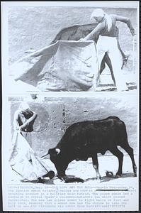 The lady and the bull