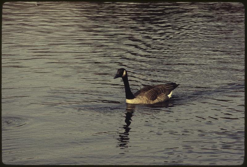 Canadian geese protected area of Charles River branch Digital