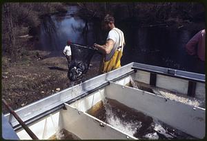 Stocking Pacific Coast "Coho" Salmon