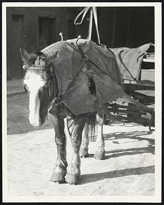 Didn't Like it -- Head down, nose covered with frost, "Tom," work horse owned by A. J. Lowes, shivered on Boylston street yesterday despite his blanket, as the mercury dropped to 14 below.