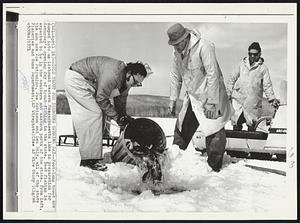Cold Trout for Icebound Opening Day -- Foot-long trout are dumped into an icebound Western Massachusetts lake in preparation for Saturday's opening day of trout fishing in the state. From left, the men are Joe Petronino, Joe Robinson and Leo Daly, all of the state Fisheries and Game Department.