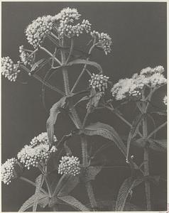 261. Eupatorium perfoliatum, boneset, thoroughwort, Indian sage