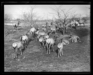 A herd of deer