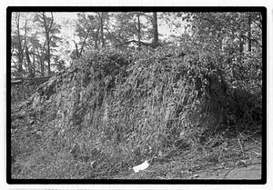 Damaged tree