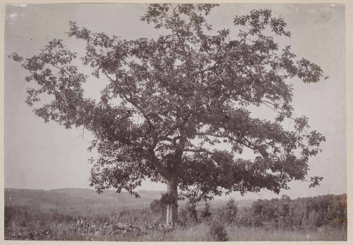 Photograph Album of the Newell Family of Newton, Massachusetts - Tree ...