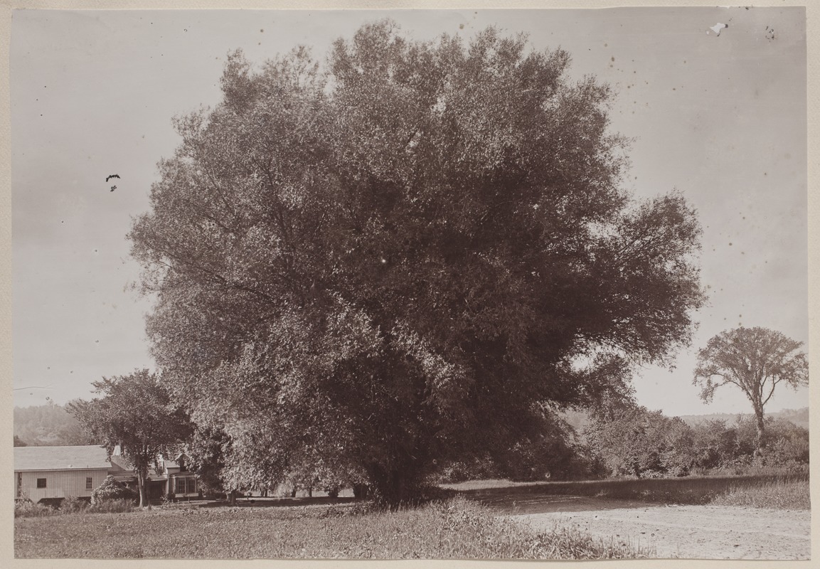 Photograph Album of the Newell Family of Newton, Massachusetts - Large ...