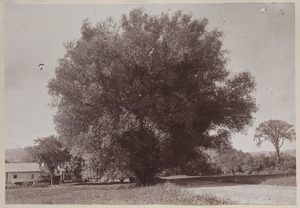 Photograph Album of the Newell Family of Newton, Massachusetts - Large Tree -