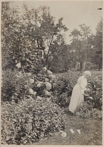 Photograph Album of the Newell Family of Newton, Massachusetts - Clara Ella Plimpton Newell Tending her Garden -
