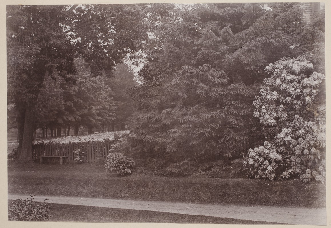 Photograph Album of the Newell Family of Newton, Massachusetts - Grounds at 87 Chestnut Street -