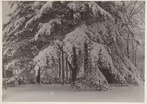 Photograph Album of the Newell Family of Newton, Massachusetts - Snow Covered Pine Trees -