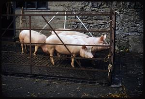 Pigs at Castleisland