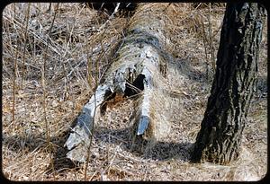 Tree, windfall, Mike Curran's