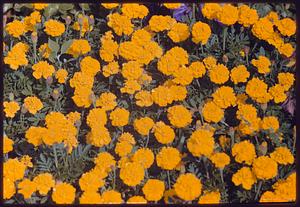 Bed of marigolds