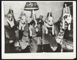 Safe Place for Fox Terriers. To keep his five young fox terriers out of mischief, Robert Baldwin of Milwaukee merely hangs them on a line in his socks and forgets about them. They are, left to right, Tobacco, Chewing Gum, Popcorn, Crackerjack and Peanuts.