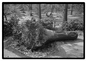 Uprooted tree trunk