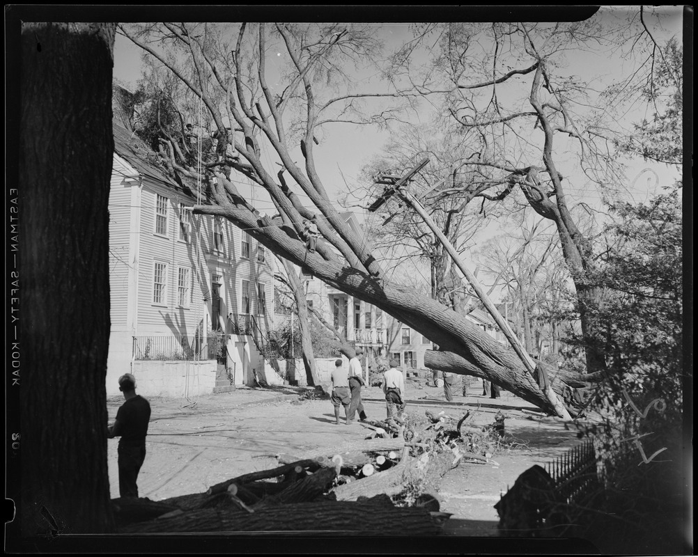 Trees uprooted, Hurricane of 38