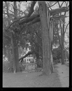 Trees damaged next to Minuteman monument, Lexington, Hurricane of 38