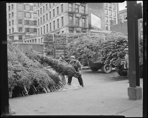 Christmas spirit comes to the market. Unloading trees at Quincy Market.