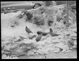 Pigeons in snow