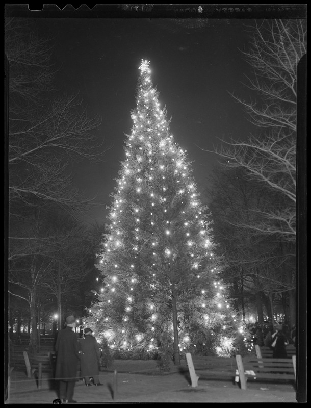 Christmas tree, Boston Common, lit up at night Digital Commonwealth